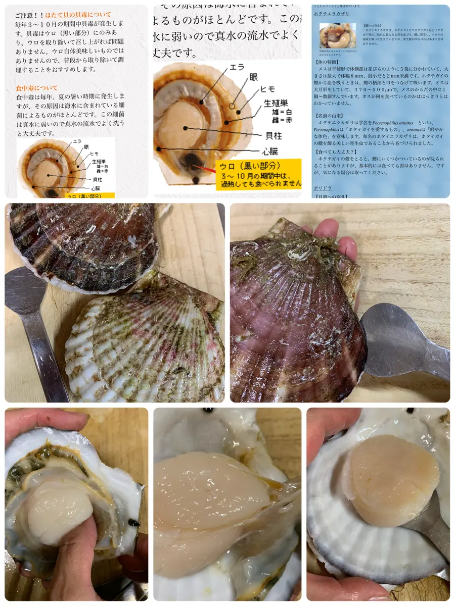 ホラ貝、中身入り ホタテのホヤキ方 さばき方｜園芸日記byまゆ 71152｜みんなの