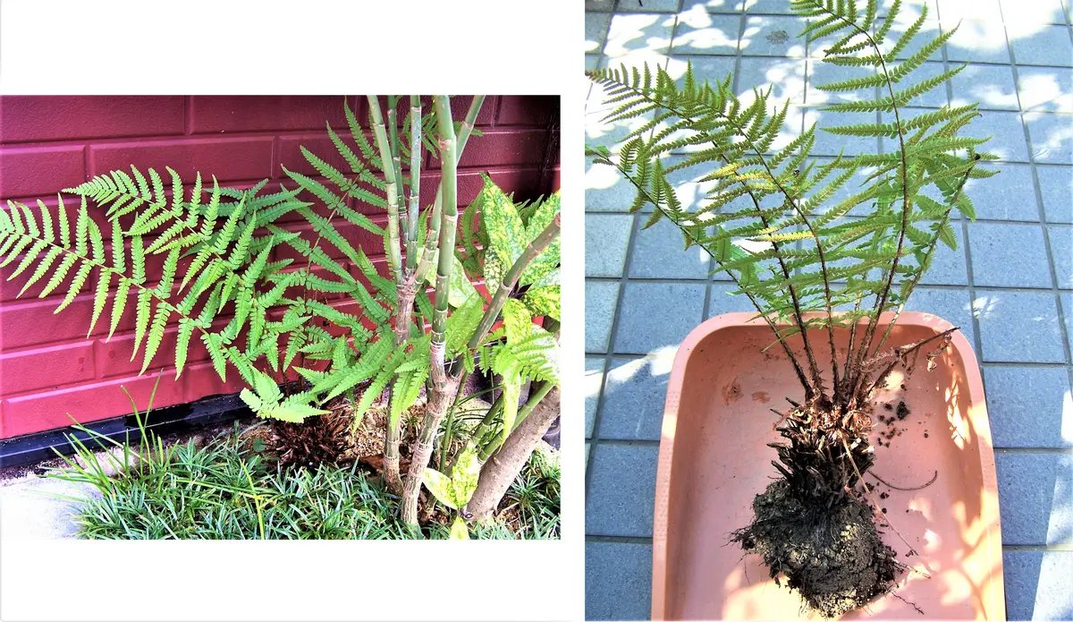 シダ（1）： 品種不明／野生種｜園芸日記by団塊おやじ｜みんなの趣味