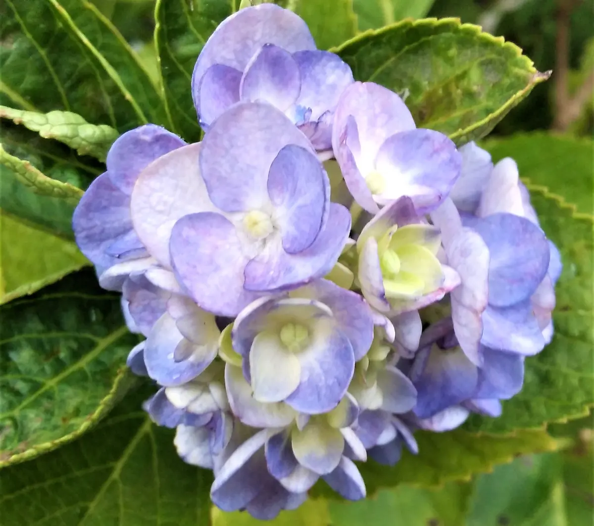 紫陽花 切花 ピカソ クラシック 2本 紫陽花の2番花。|園芸日記byずこちゃん|みんなの趣味の園芸