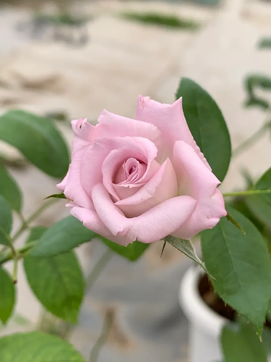 バラ挿し穂(うさこ様確認用) 【公式通販】