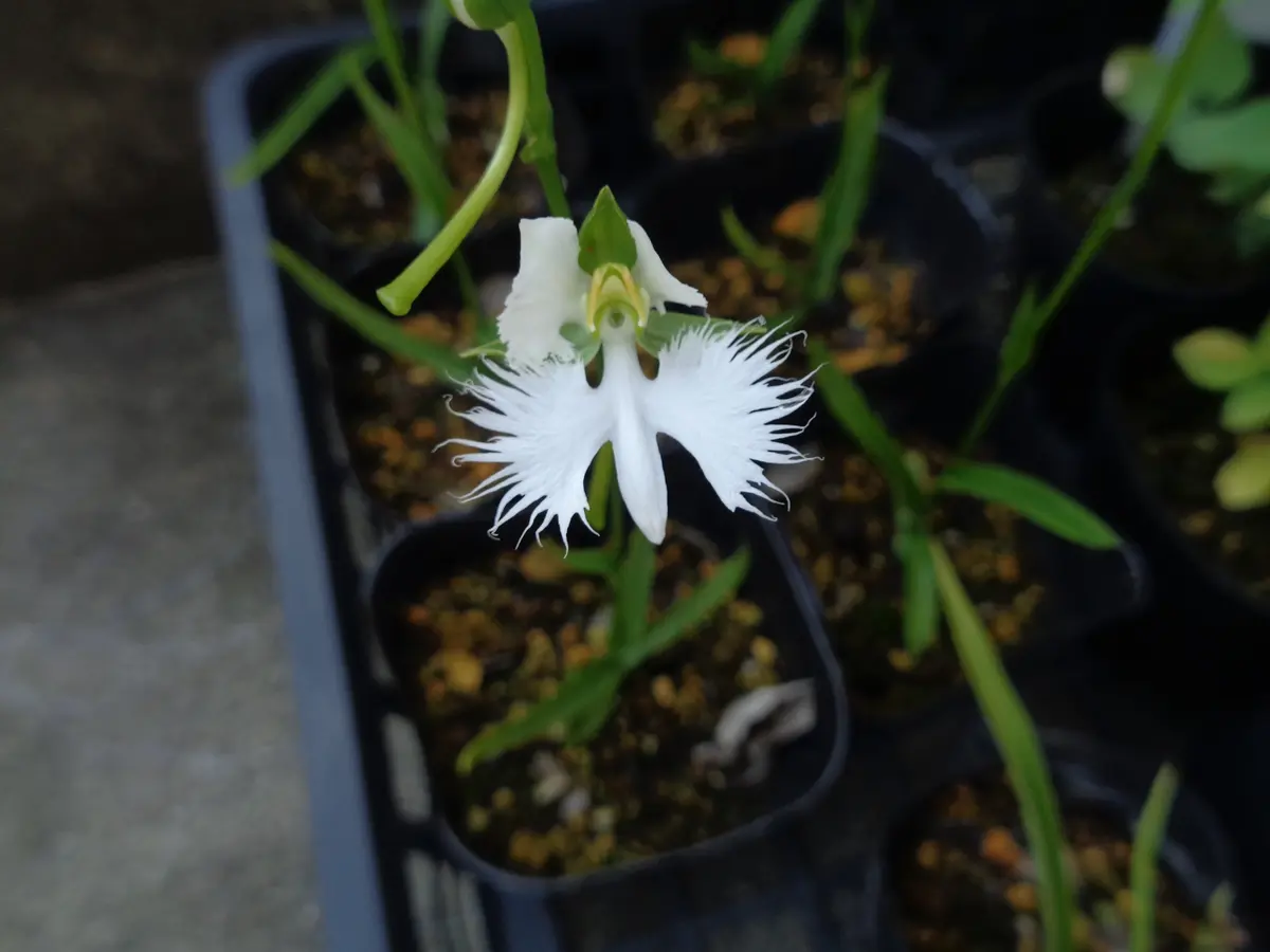 白い花｜園芸日記byたねたね｜みんなの趣味の園芸｜1105912