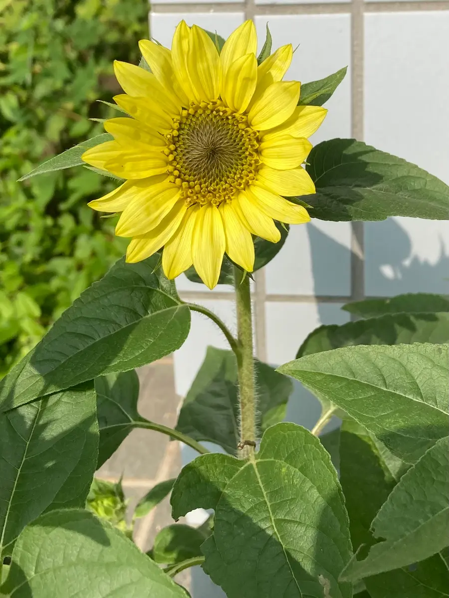 ひまわりが咲きました🌻｜園芸日記by水色ガーデン｜みんなの趣味の園芸