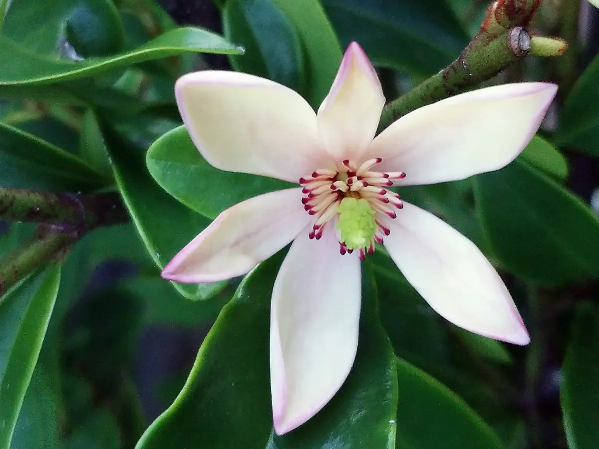バナナの匂いがする🍌 カラタネオガタマ開花｜園芸日記bymtaka
