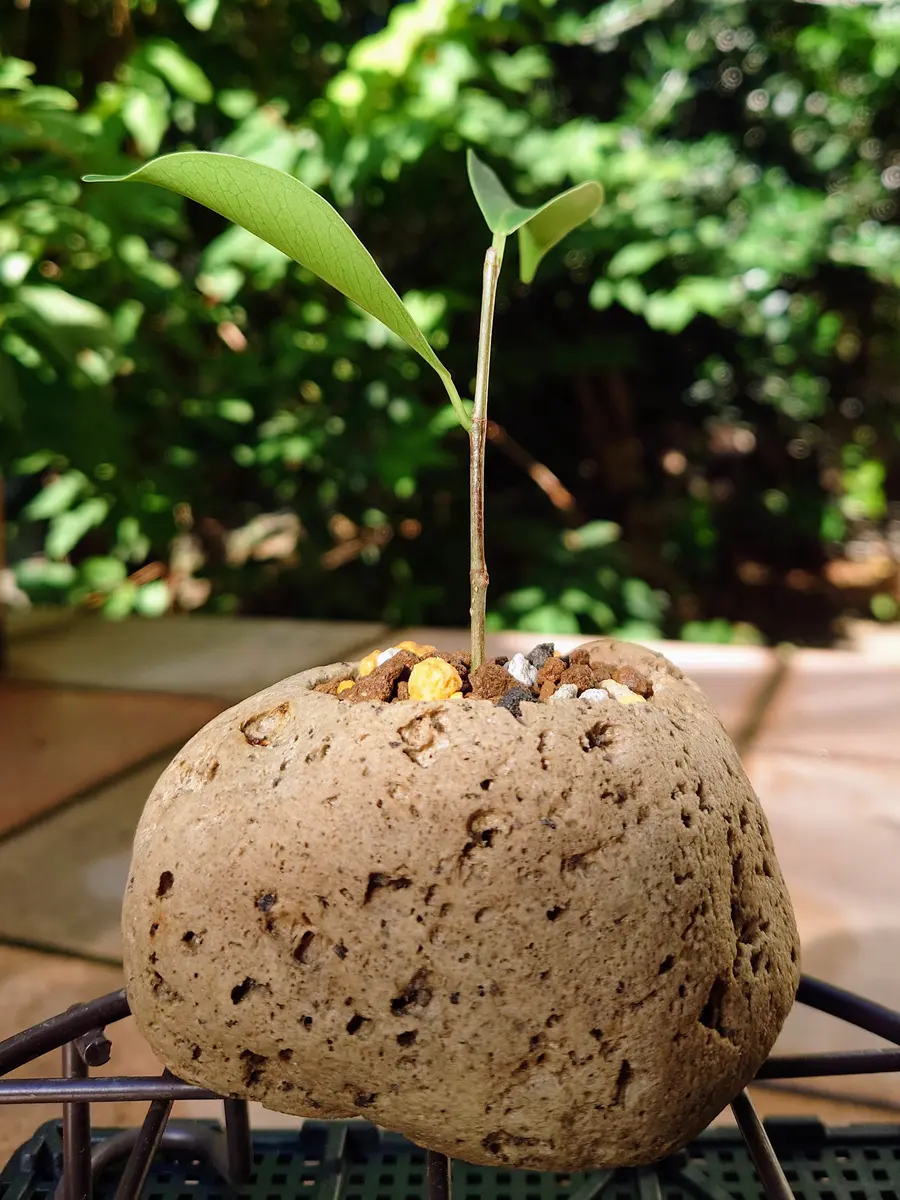 軽石に住まうガジュマルさん。｜園芸日記byPlantskafka｜みんなの趣味