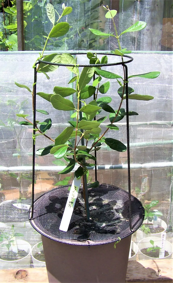 超逸品。ジューンベリー大株立ち1.6M(鉢底から)品番F 苗木・植木 超