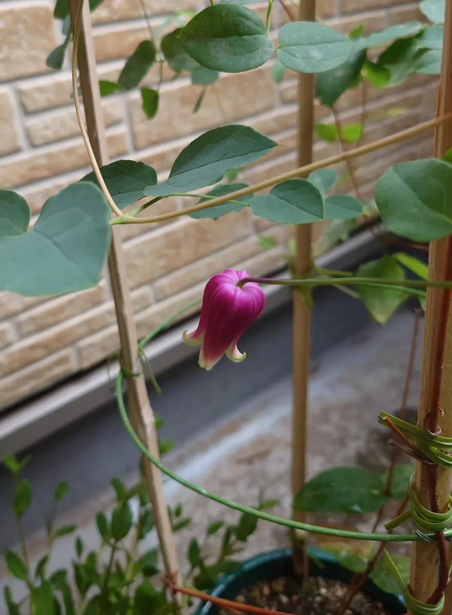 Jardin de Violettes | 竹間さんの新着 壷型クレマチス✨ 今季の