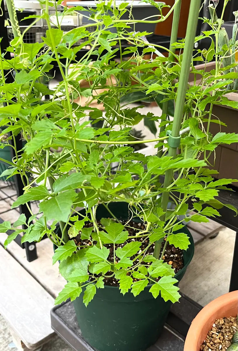 モモルディカ ボイビニー 希少？塊根植物 モモルディカ
