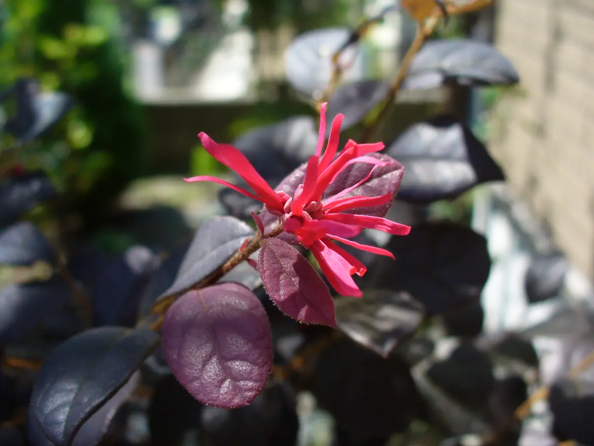 トキワマンサク☆夏の花｜園芸日記byしずまこ｜みんなの趣味の
