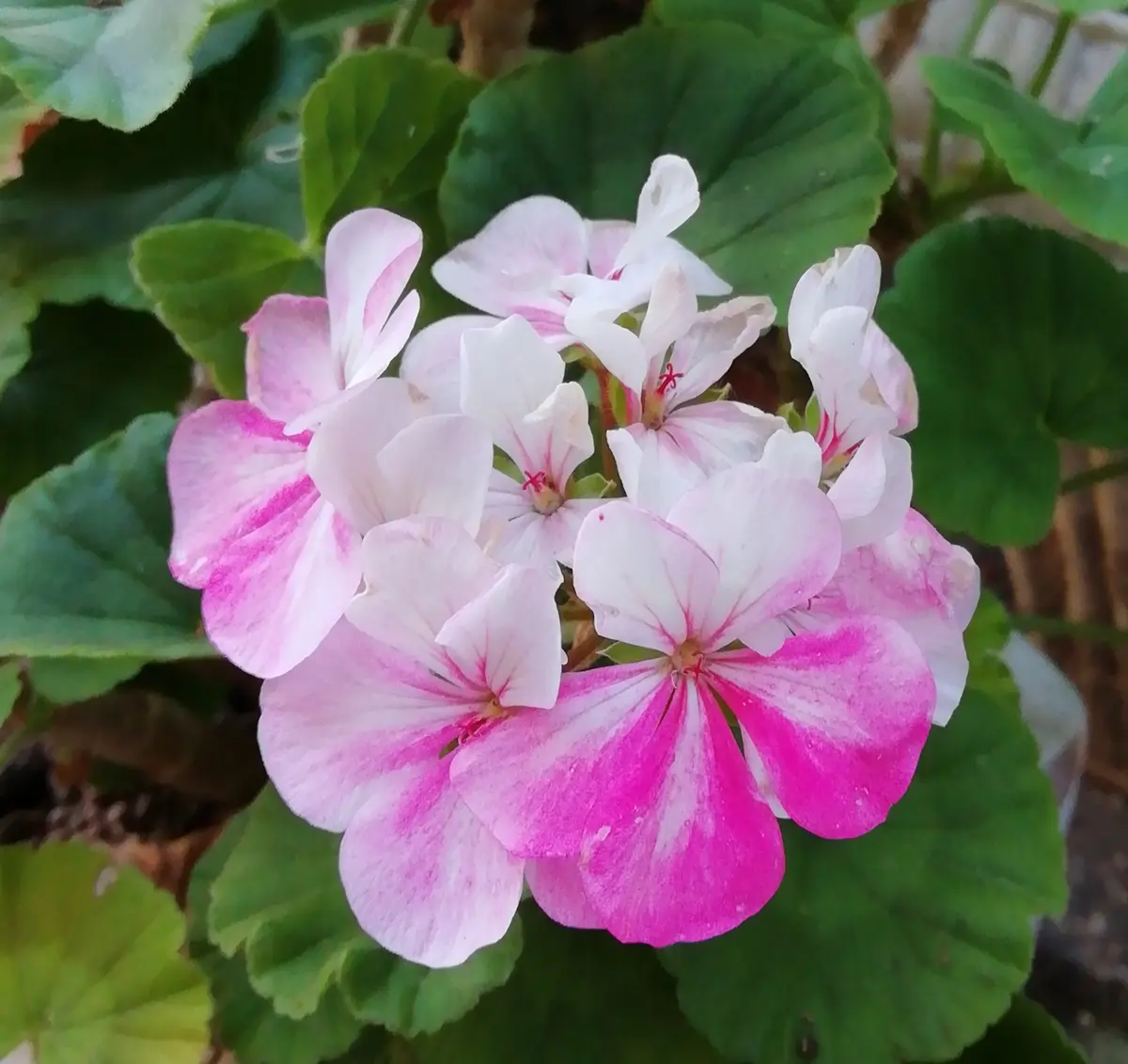 今花がないので 参考にしておきますゼラニウム3種 ゼラニウム：pacクオリティ カレイス3.5号ポット の通販 | 園芸ネット