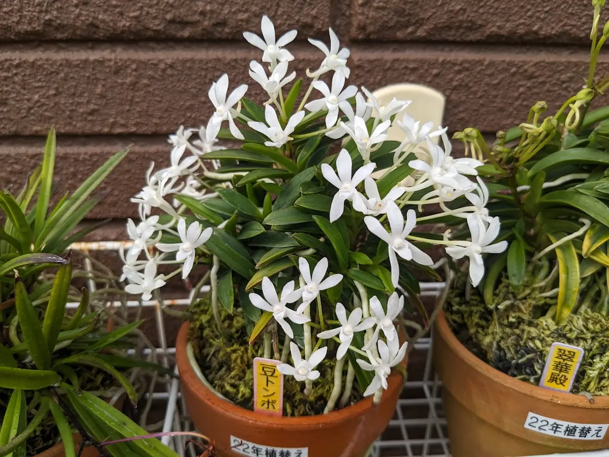富貴蘭　恋心③(開花中) 富貴蘭開花｜園芸日記byくず｜みんなの趣味の園芸｜1357956