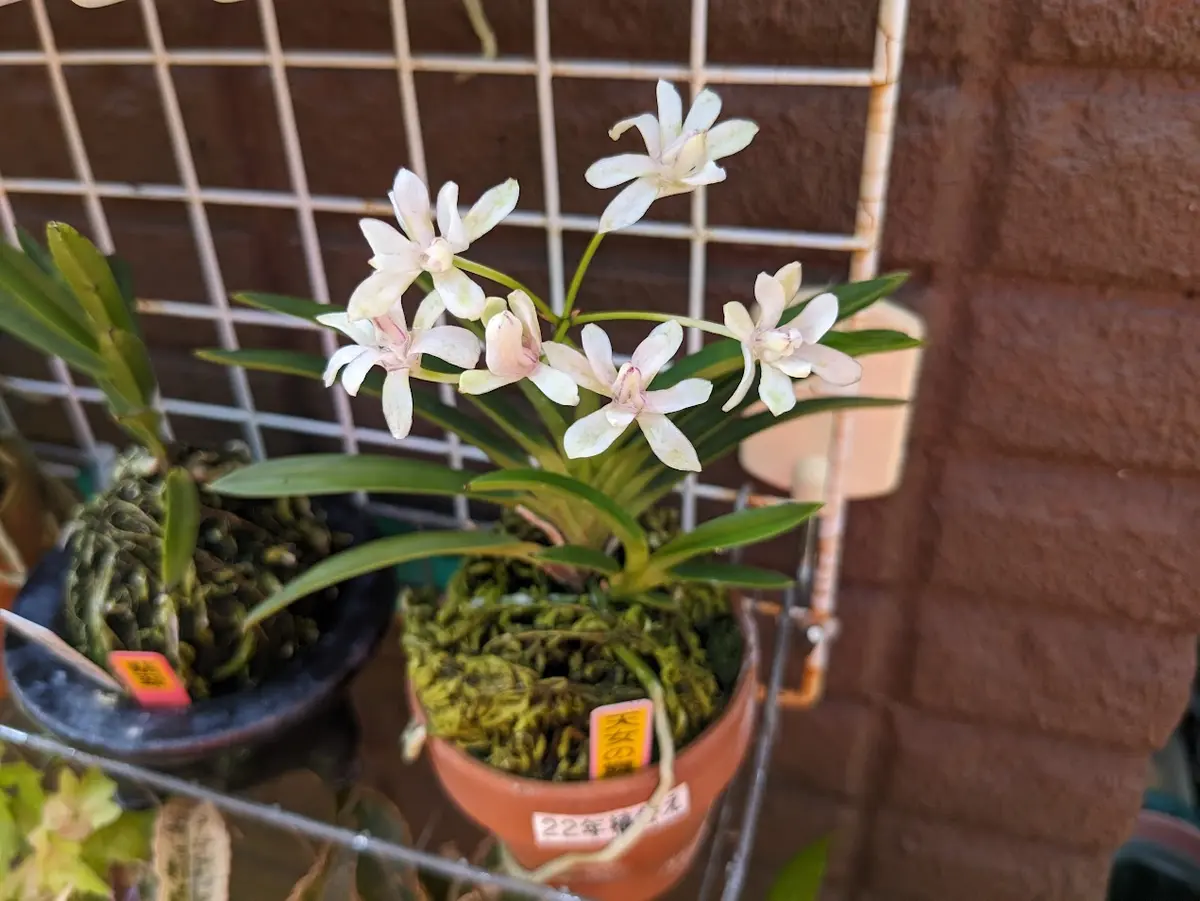 富貴蘭　恋心③(開花中) 富貴蘭開花｜園芸日記byくず｜みんなの趣味の園芸｜1357956