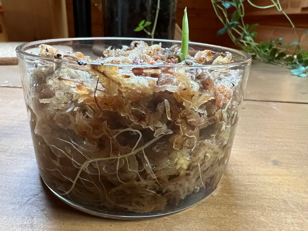 アロカシアの芋（2個）その後2｜園芸日記byさとこんぶ｜みんなの趣味の 