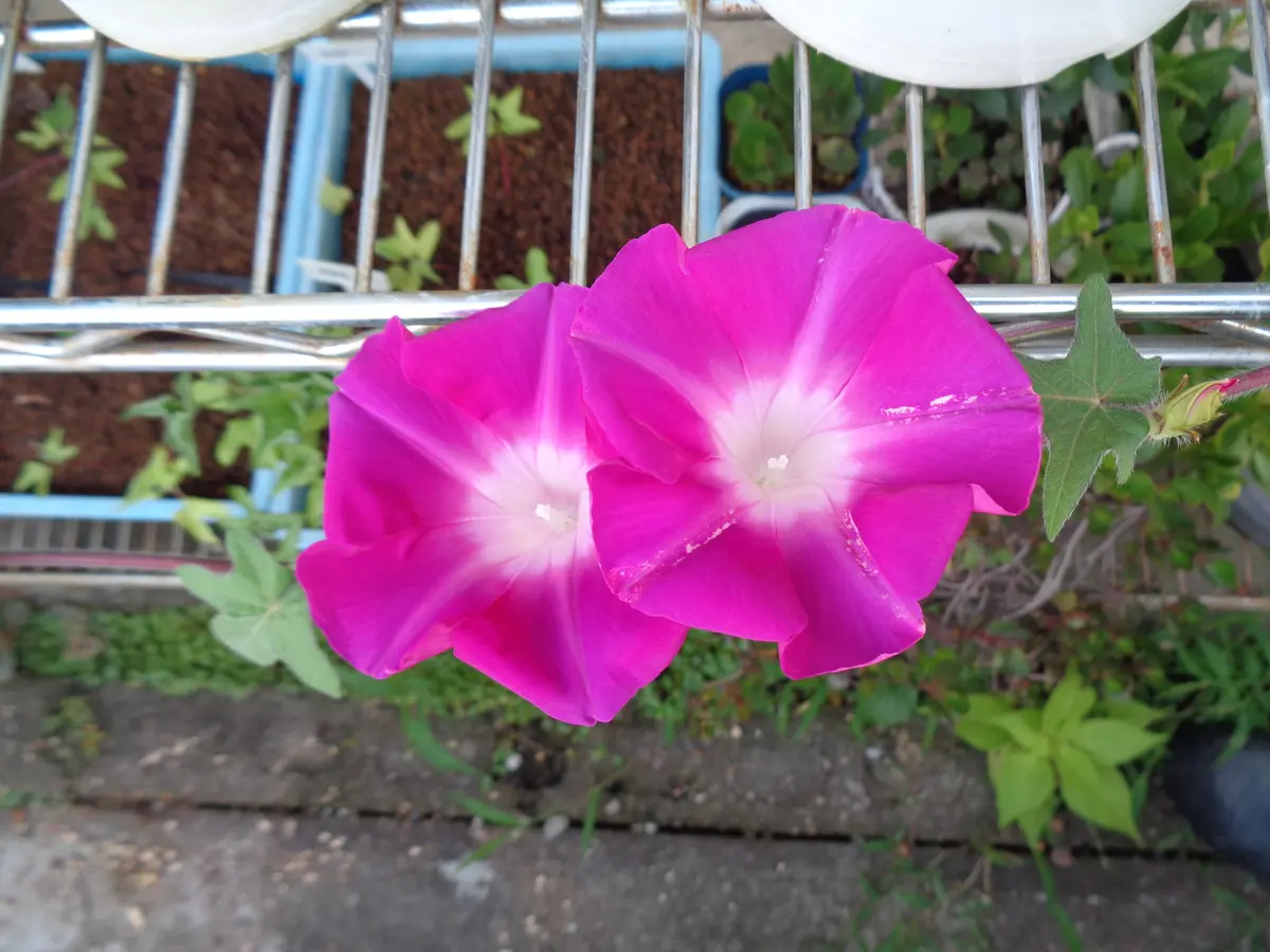 【N2点おまとめ】ぼかし朝顔・花薬玉ライムグリーン絞り 向島百花園 on X: 