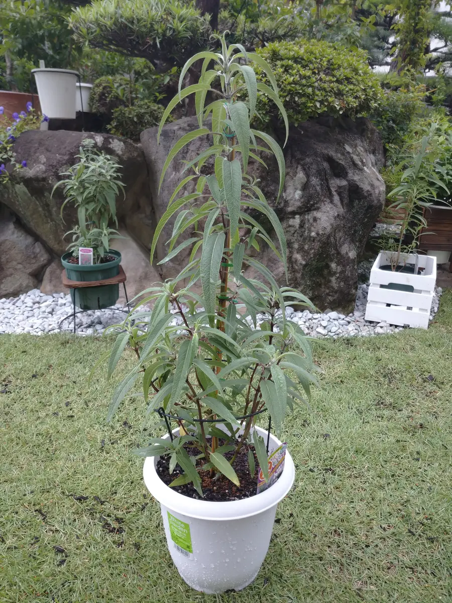 アメジストセージ（サルビアレウカンサ）鉢増し・仕立て😆｜園芸日記