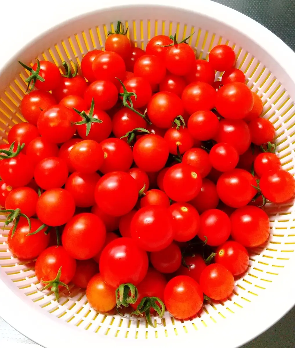 ミニトマト?日陰で育つ！｜園芸日記by畑のTOMATO｜みんなの趣味の園芸 