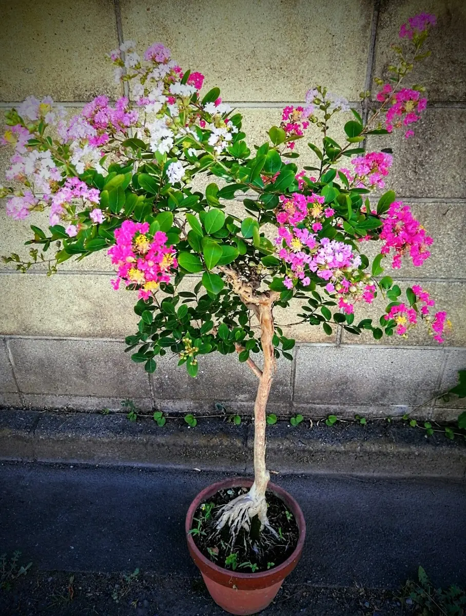 3色に咲き分ける実生のサルスベリ｜園芸日記bypikakesky｜みんなの趣味