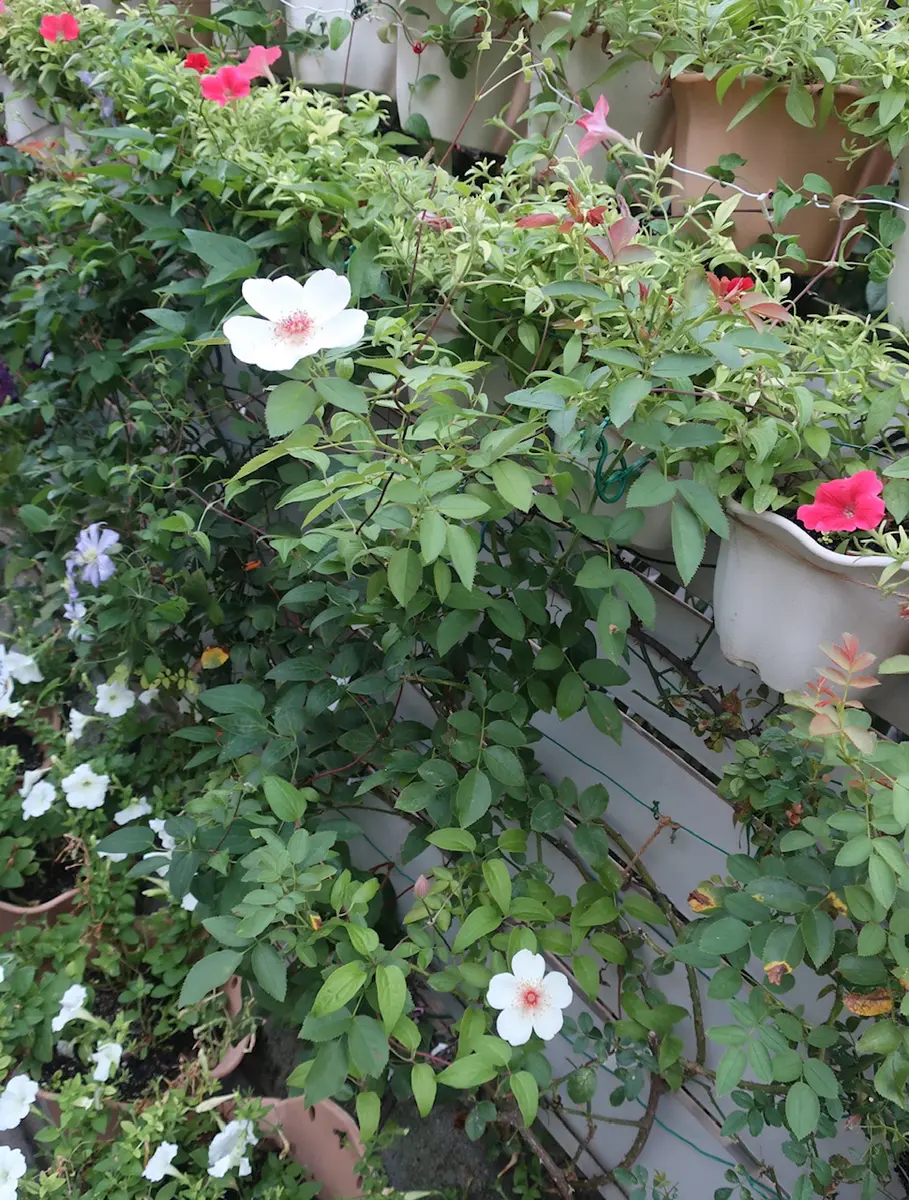 白薔薇 もう一輪咲く｜園芸日記byMemoryofHappyRose｜みんなの
