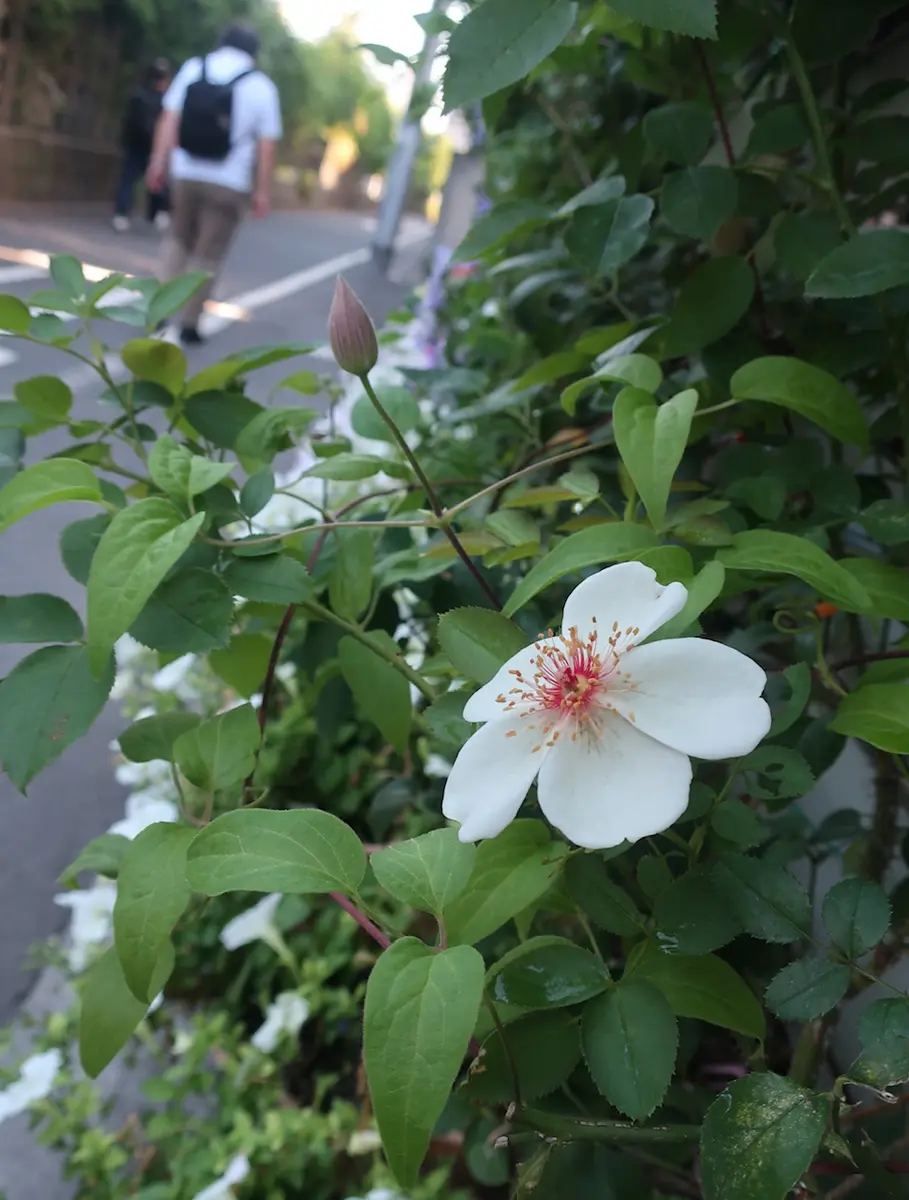 白薔薇 もう一輪咲く｜園芸日記byMemoryofHappyRose｜みんなの