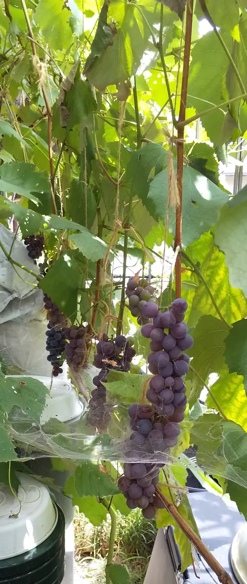 おまかせ♡実なり♡ぶどう♡果樹♡家庭菜園♡ あさくら果実園(樹と風の駅) | ぶどうの花切り。 花の咲く前に