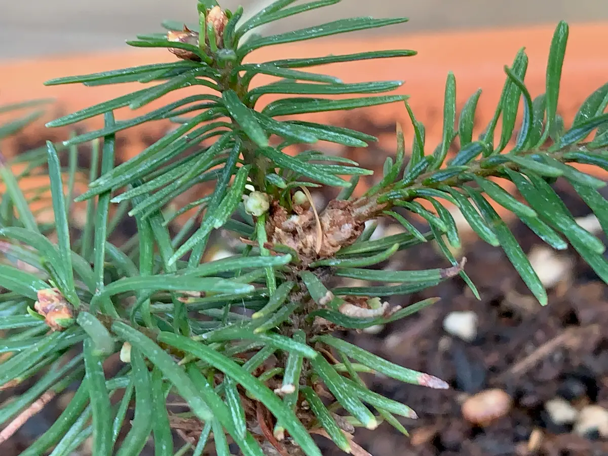 完売　　【天然＊野生の可愛い樅の木さん】もみの木/縁起の善い新芽がどっさり！ 完売【天然＊野生の可愛い樅の木さん】もみの木/縁起の善い新芽