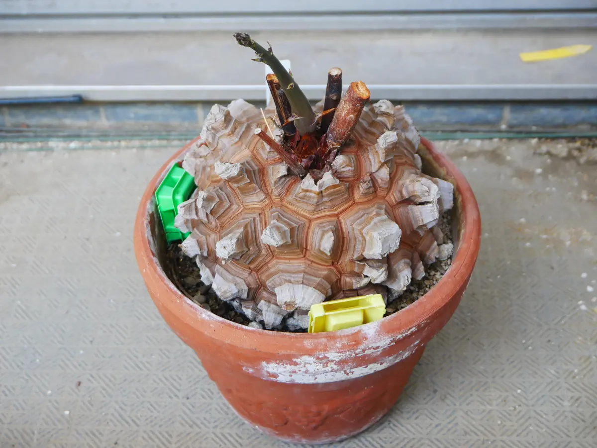アフリカ亀甲竜 植え替えました｜園芸日記byうめ｜みんなの趣味の園芸