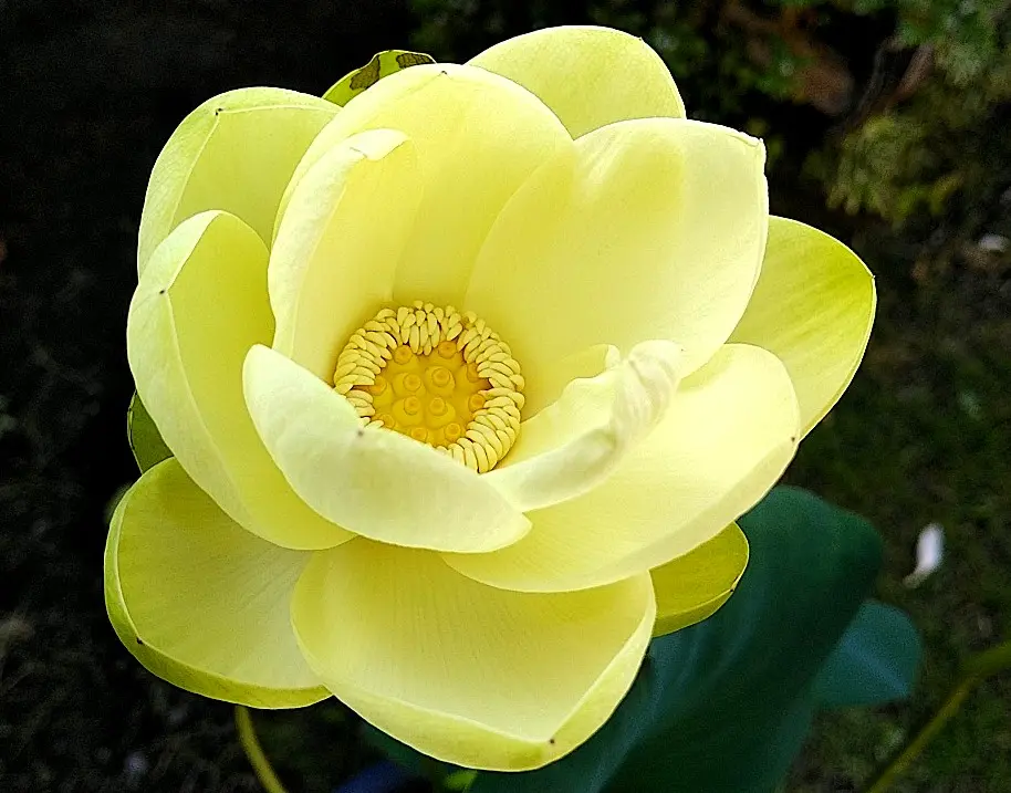 黄色いはす♪｜園芸日記byくりたけ｜みんなの趣味の園芸｜1110310