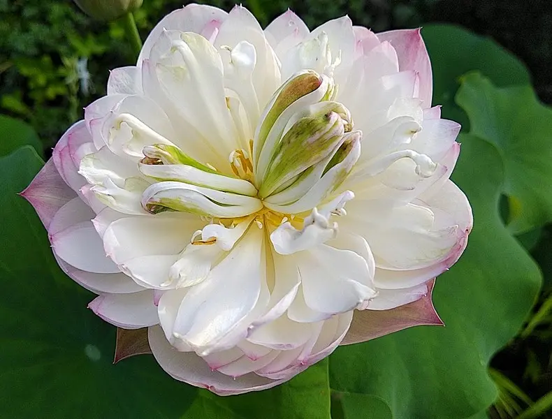 黄色いはす♪｜園芸日記byくりたけ｜みんなの趣味の園芸｜1110310