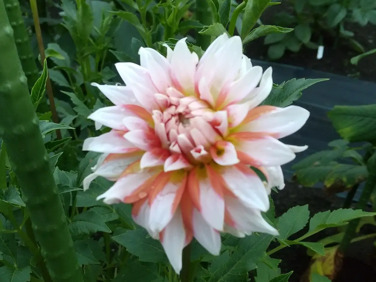 ダリア、ナマハゲシリーズ👹｜園芸日記byエビコ｜みんなの趣味の園芸