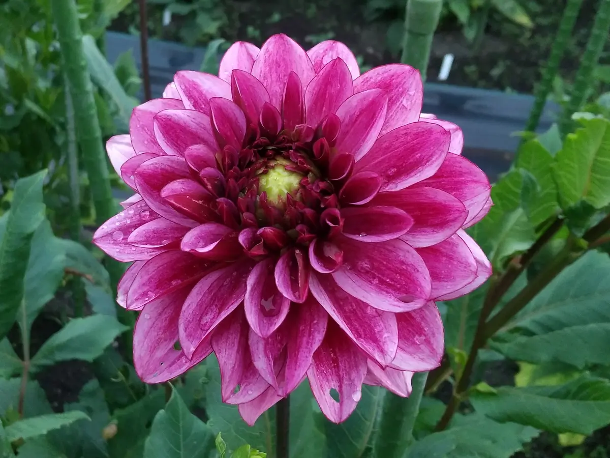 noriBLO KN様専売ダリア球根ナマハゲ17種 noriBLO KN様専売ダリア球根