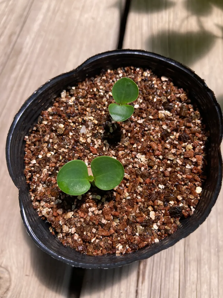 モンソニア　ムルチフィダ　実生株 fit=scale-down,w=1200