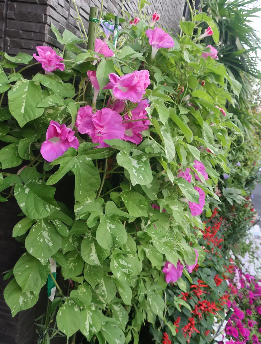 【N2点おまとめ】ぼかし朝顔・花薬玉ライムグリーン絞り 71PuwyUt5sL._UF350,350_QL50_.jpg