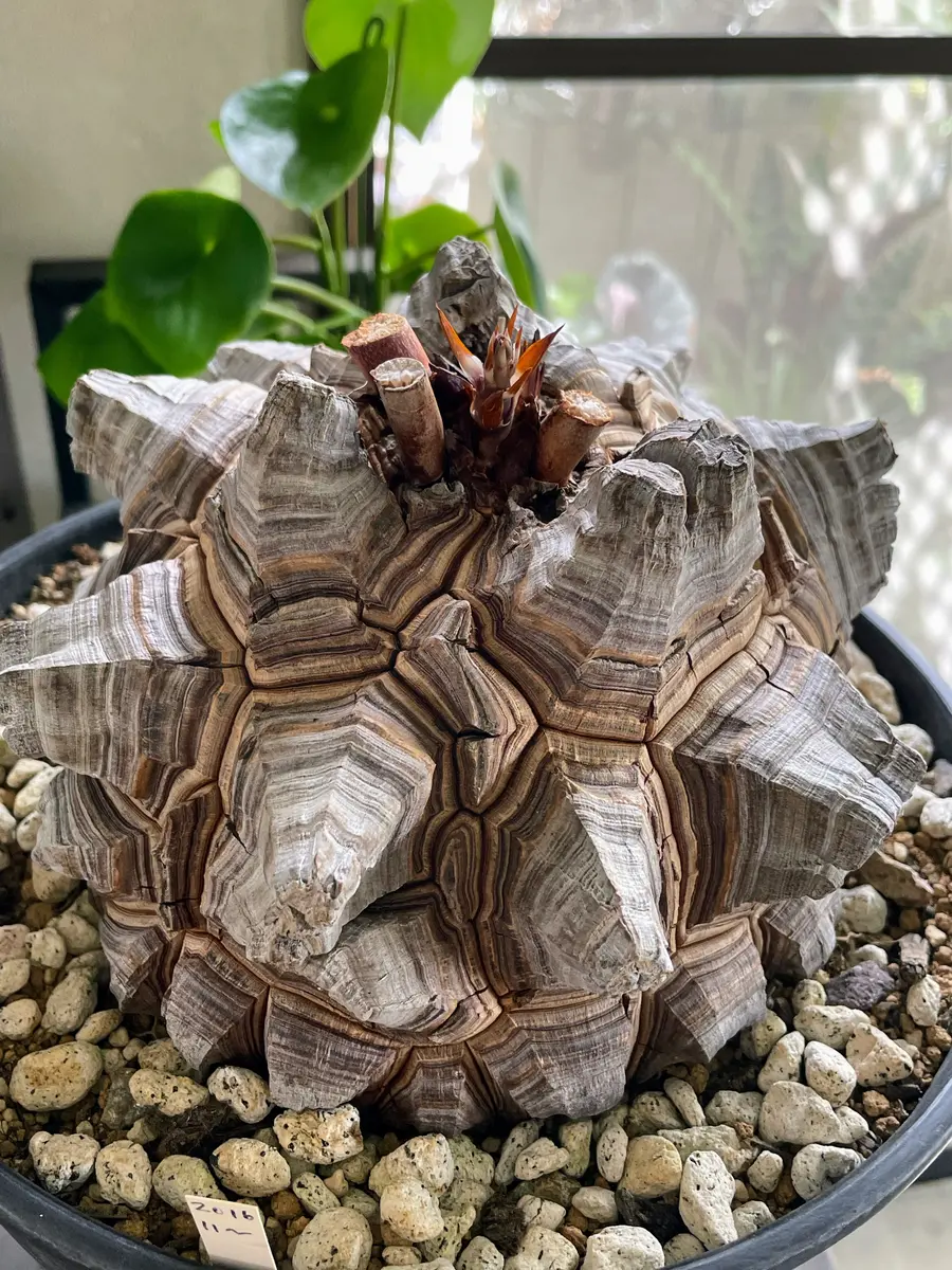 亀甲竜の季節がやって来ました｜園芸日記byいも子｜みんなの趣味の園芸