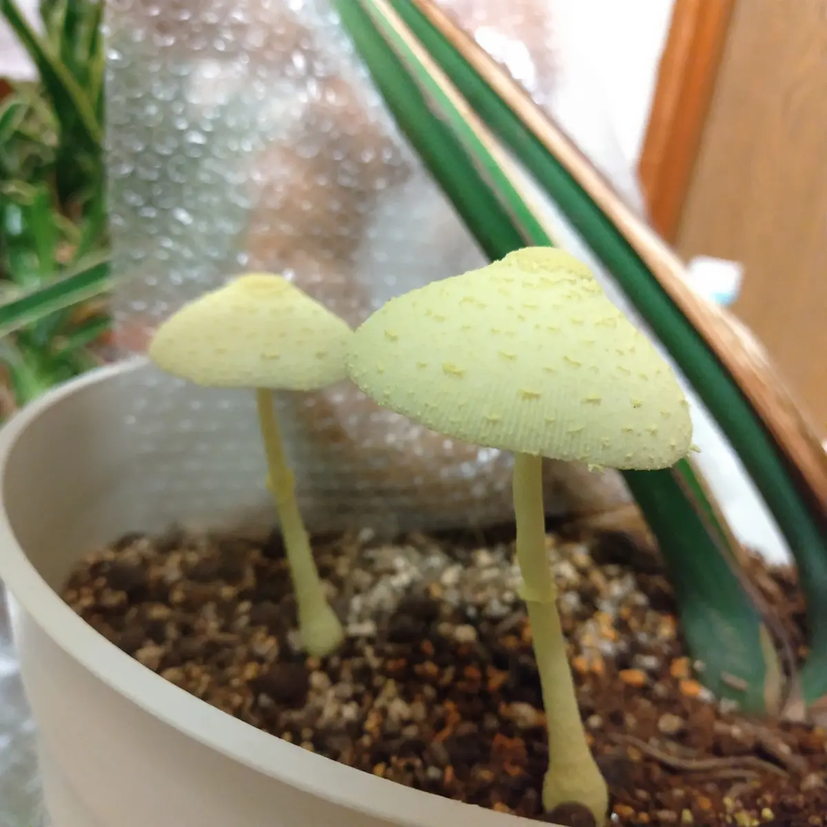 新鮮なキノコ 523g