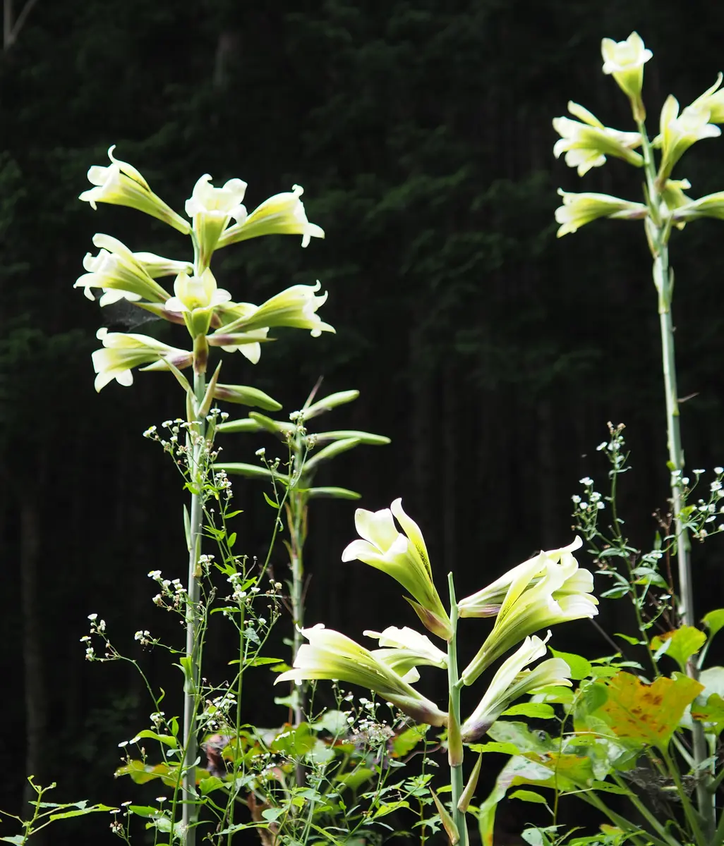 ウバユリ｜園芸日記byらりこ｜みんなの趣味の園芸｜1111501