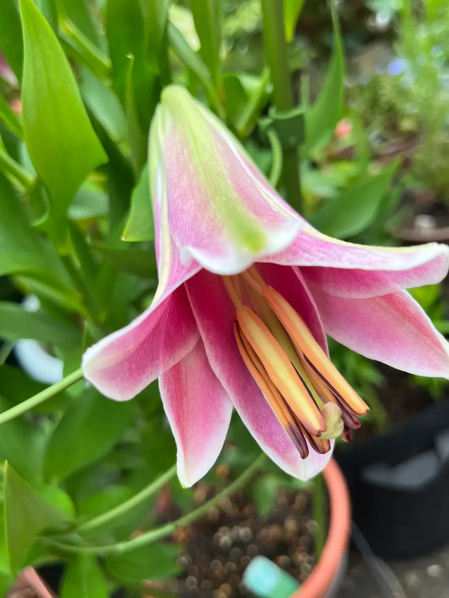 ヒュウガササユリ　山野草　ガーデニング　球根植物　多年草　カサブランカ好き　観葉 ヒュウガササユリ 山野草 ガーデニング 球根植物 多年草