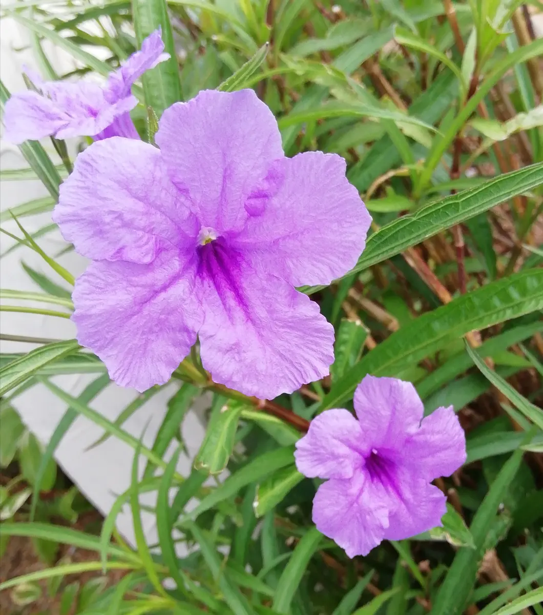 はなはなパルムヨギボー1 ヤナギバルイラソウ(柳葉ルイラ草)｜園芸日記by三日月｜みんなの趣味の