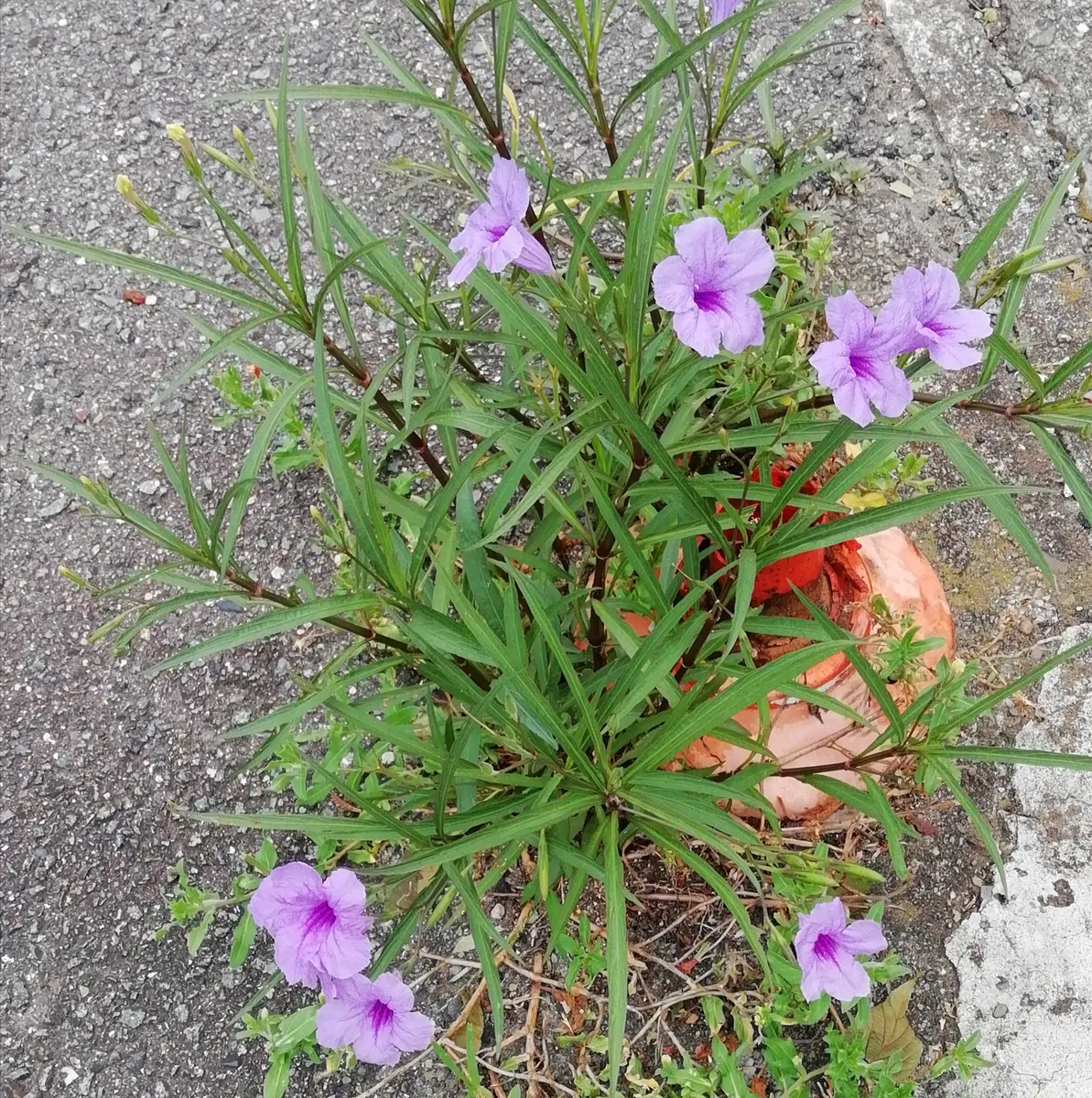 ヤナギバルイラソウ(柳葉ルイラ草)｜園芸日記by三日月｜みんなの趣味の