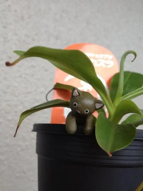 ウツボカズラ　鉢ごと発送 食虫植物 『 ネペンテス （ ウツボカズラ ） 』 4号鉢植え : 花