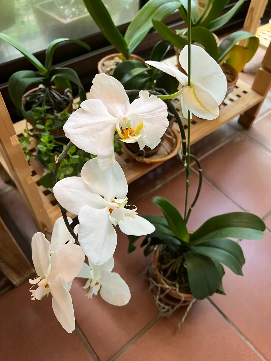 胡蝶蘭の花茎を切ります｜園芸日記by真深｜みんなの趣味の園芸