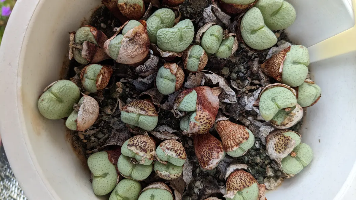 コノフィツム脱皮中｜園芸日記byキッキ｜みんなの趣味の園芸｜1111956