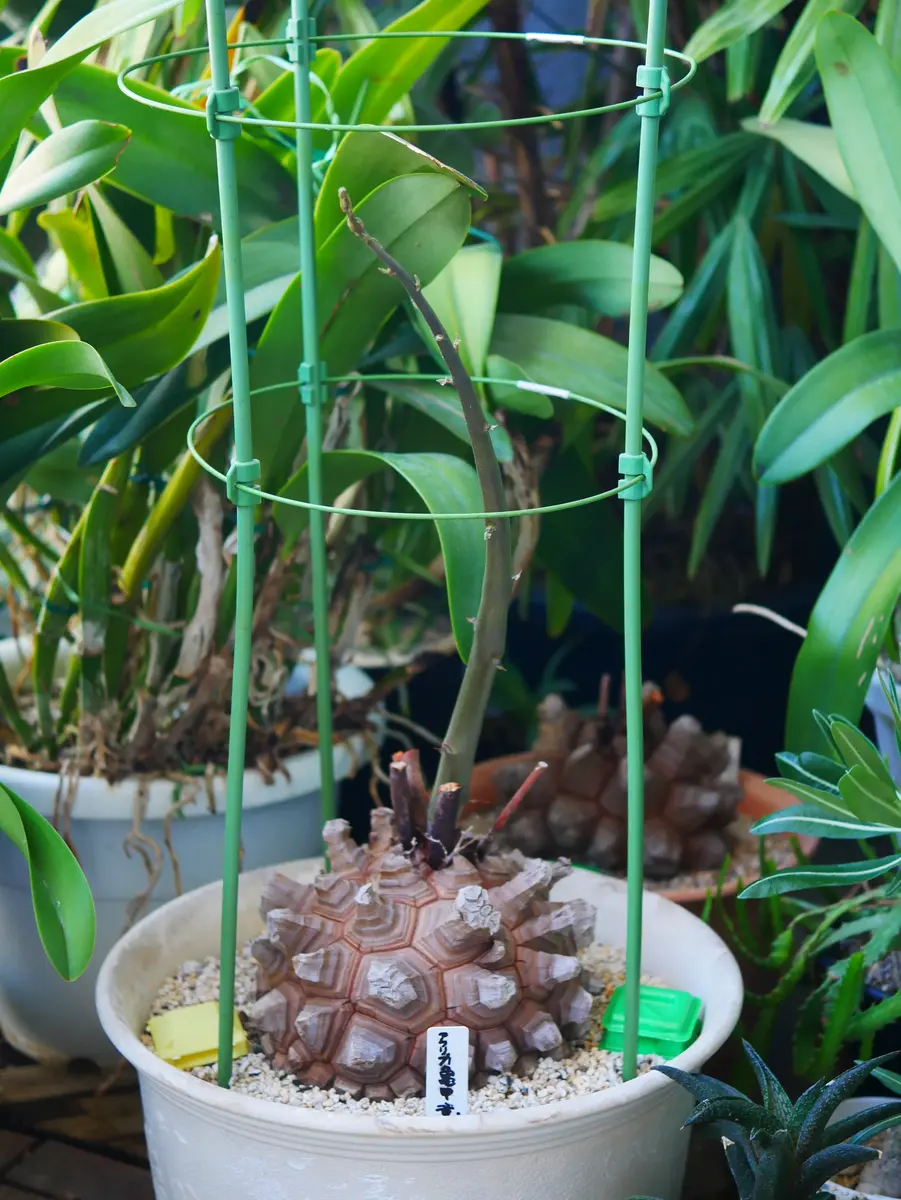 多肉植物 アフリカ亀甲竜 真丸！美株 丈夫な新蔓出った