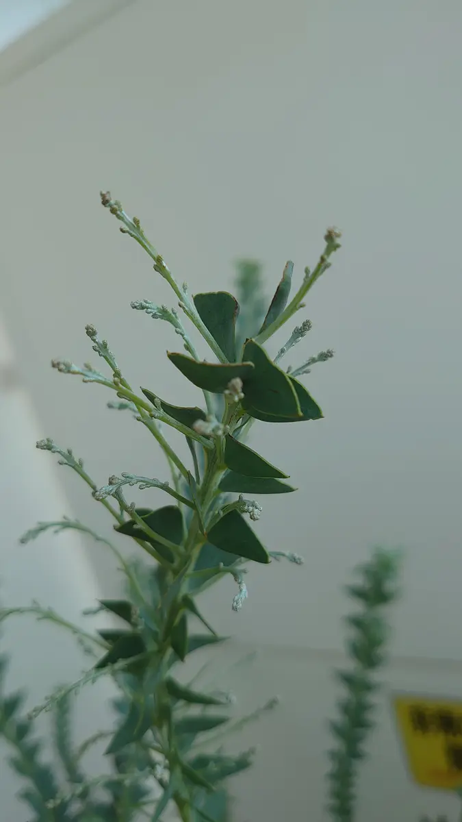 【摘心・花芽つき】アカシア 摘心・花芽つき】アカシア