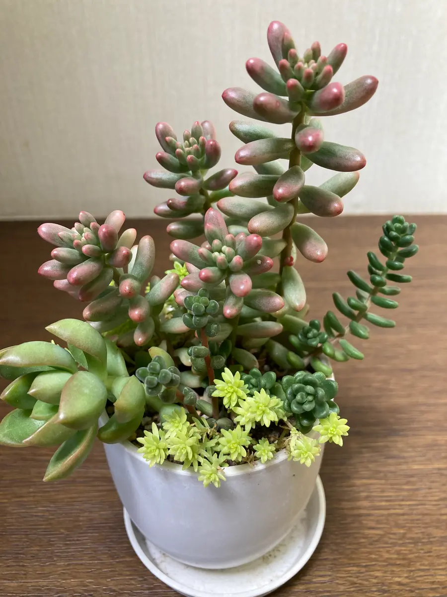 多肉植物 花サボテン レア品種❗️ゴールデンニューオーロラ