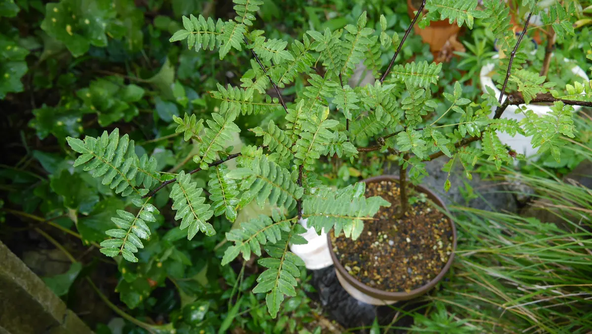10年目で初めて夏を越した朝倉山椒(アサクラサンショウ)｜園芸日記
