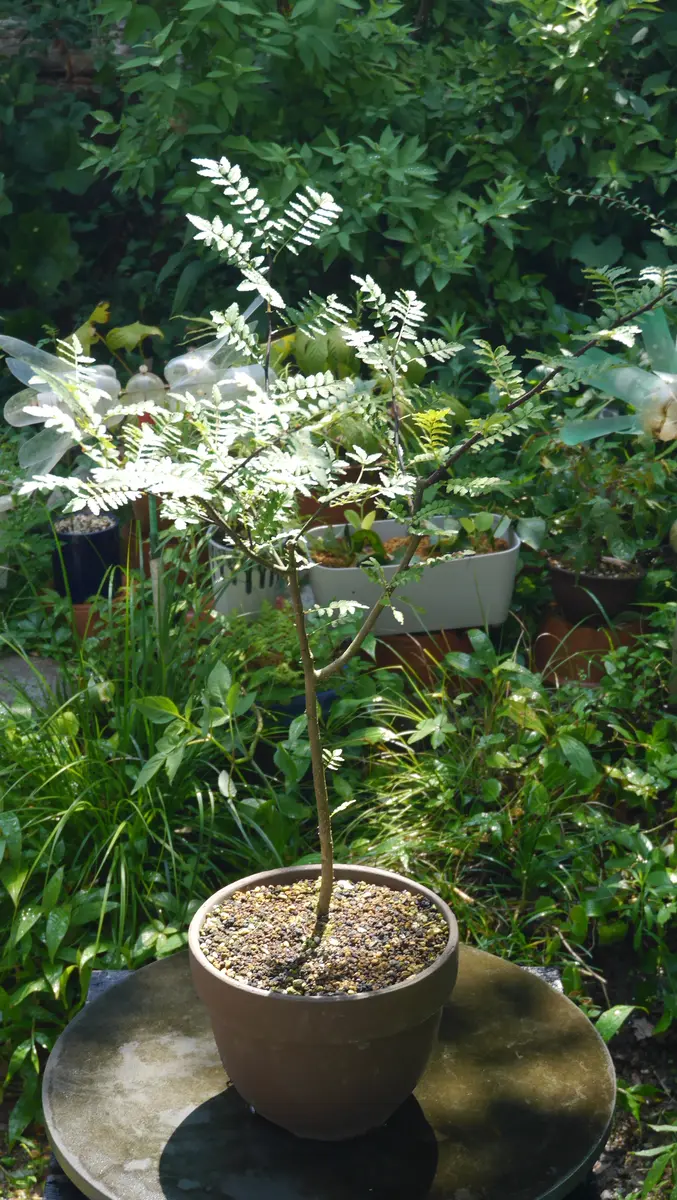 10年目で初めて夏を越した朝倉山椒(アサクラサンショウ)｜園芸日記
