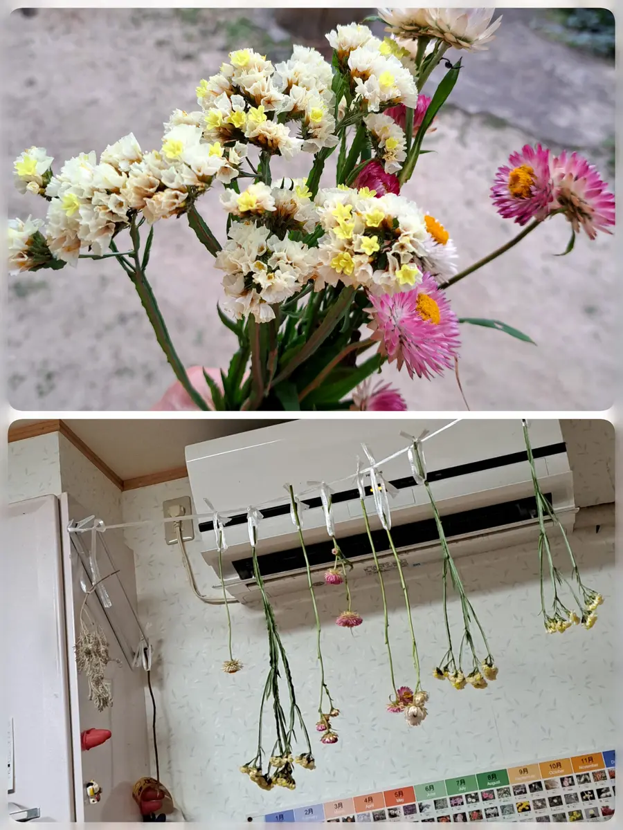 ミニ葉牡丹の誤解｜花と雑貨の情報館