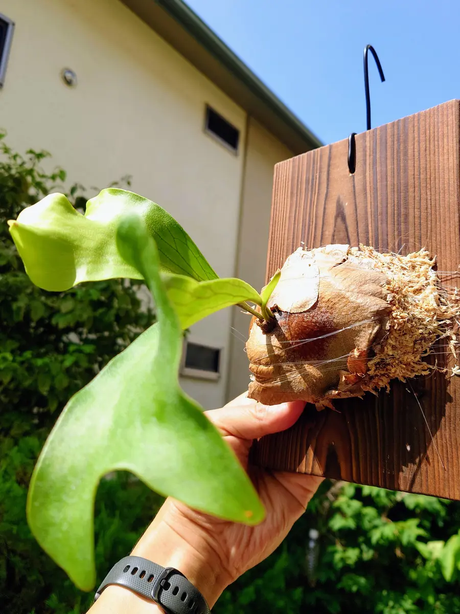 村長の直売所からやってきた札落ちビカクシダさん、板替え！｜園芸日記byPlantskafka｜みんなの趣味の園芸｜1113554