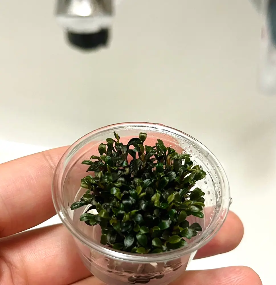 ブセファランドラ水上栽培|園芸日記byぼじまる|みんなの趣味の ブセファランドラ水上栽培|園芸日記byぼじまる|みんなの趣味の