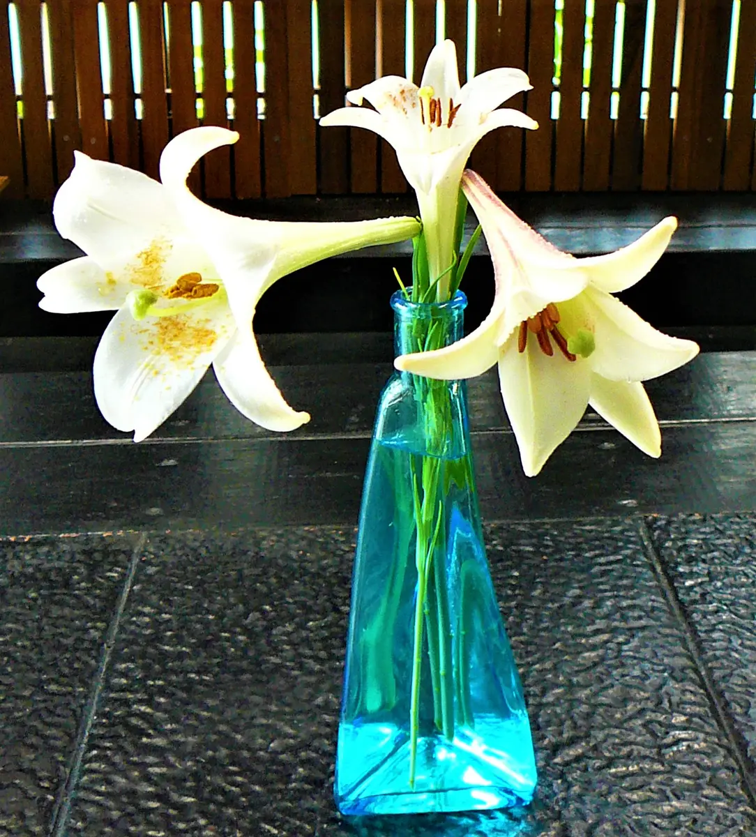 ユリ（46）： タカサゴユリ／野生種＜15＞＆シンテッポウユリ