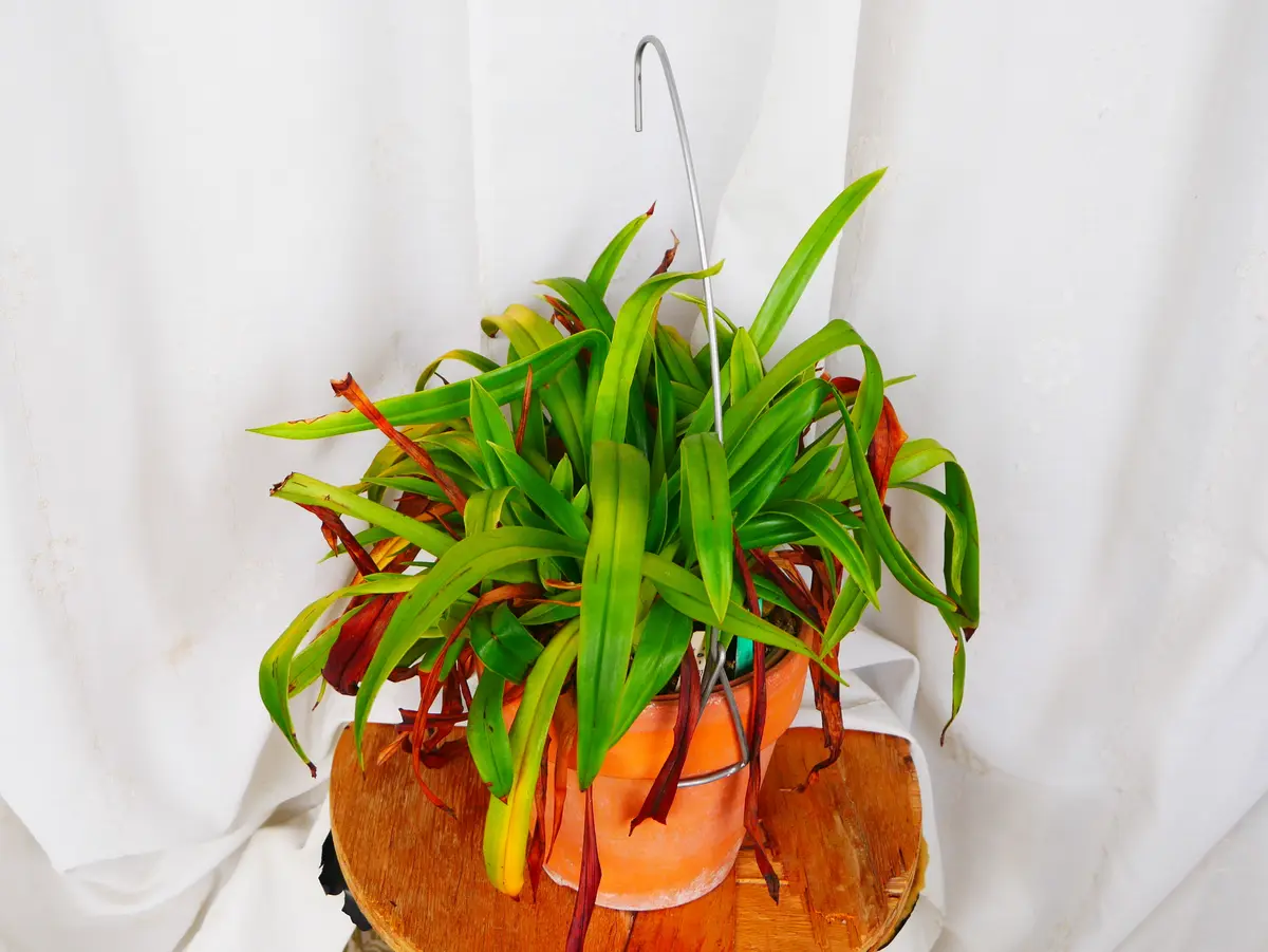 フラグミペディウムの日記一覧|うめさんの園芸日記-みんなの趣味の園芸